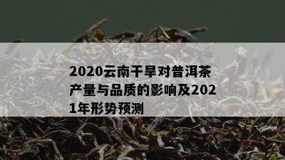 2020云南干旱对普洱茶产量与品质的影响及2021年形势预测