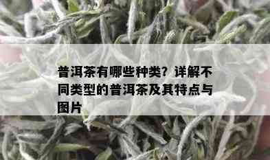 普洱茶有哪些种类？详解不同类型的普洱茶及其特点与图片