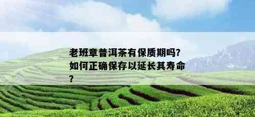 老班章普洱茶有保质期吗？如何正确保存以延长其寿命？