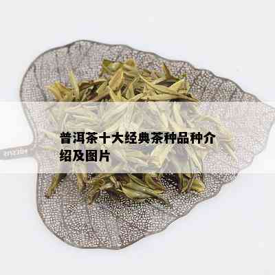 普洱茶十大经典茶种品种介绍及图片