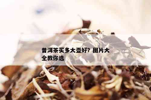 普洱茶买多大壶好？图片大全教你选