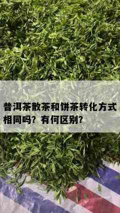 普洱茶散茶和饼茶转化方式相同吗？有何区别？