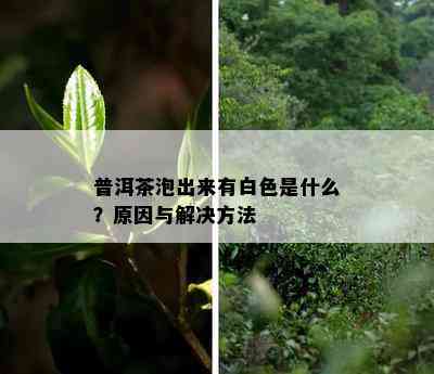 普洱茶泡出来有白色是什么？原因与解决方法