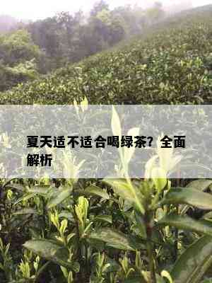 夏天适不适合喝绿茶？全面解析