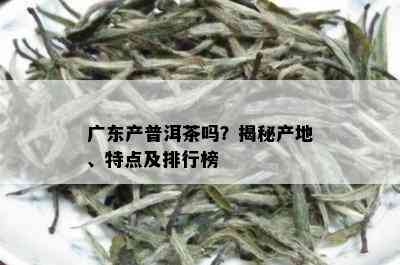 广东产普洱茶吗？揭秘产地、特点及排行榜