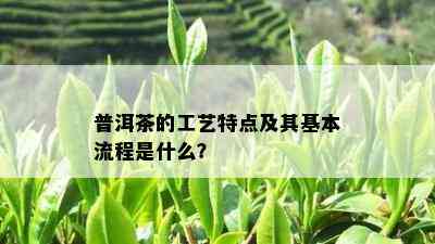 普洱茶的工艺特点及其基本流程是什么？