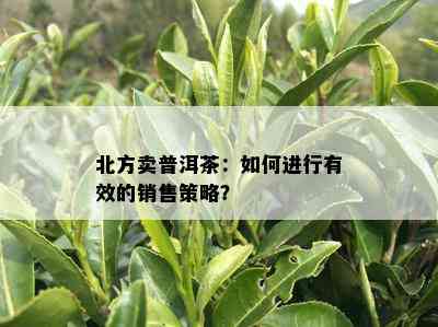 北方卖普洱茶：如何进行有效的销售策略？