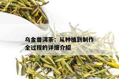 乌金普洱茶：从种植到制作全过程的详细介绍