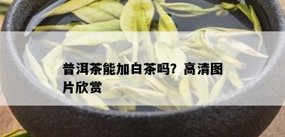 普洱茶能加白茶吗？高清图片欣赏