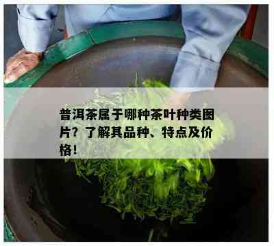 普洱茶属于哪种茶叶种类图片？了解其品种、特点及价格！