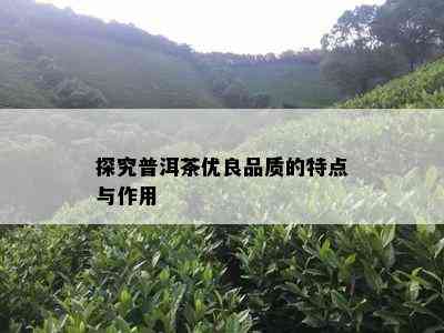 探究普洱茶优良品质的特点与作用