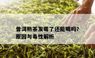 普洱熟茶发霉了还能喝吗？原因与性解析