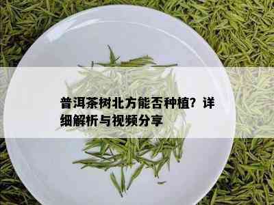 普洱茶树北方能否种植？详细解析与视频分享