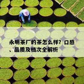 永明茶厂的茶怎么样？口感、品质及档次全解析