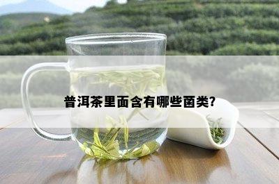 普洱茶里面含有哪些菌类？