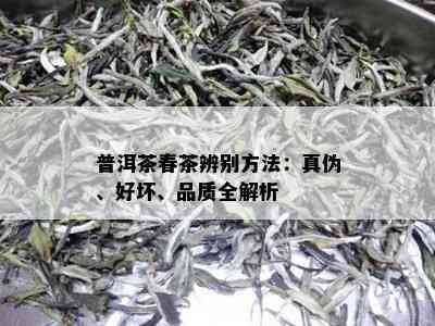 普洱茶春茶辨别方法：真伪、好坏、品质全解析