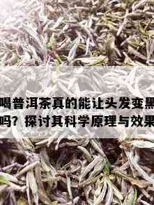 喝普洱茶真的能让头发变黑吗？探讨其科学原理与效果