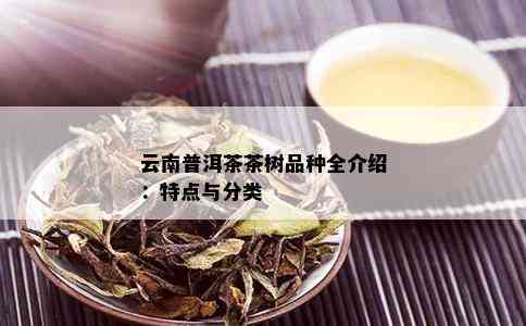 云南普洱茶茶树品种全介绍：特点与分类