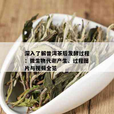 深入了解普洱茶后发酵过程：微生物代谢产生、过程图片与视频全览