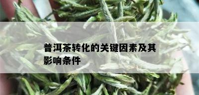 普洱茶转化的关键因素及其影响条件