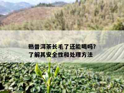 熟普洱茶长毛了还能喝吗？了解其安全性和处理方法