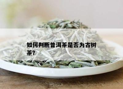 如何判断普洱茶是否为古树茶？