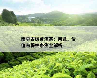 南宁古树普洱茶：用途、价值与保护条例全解析