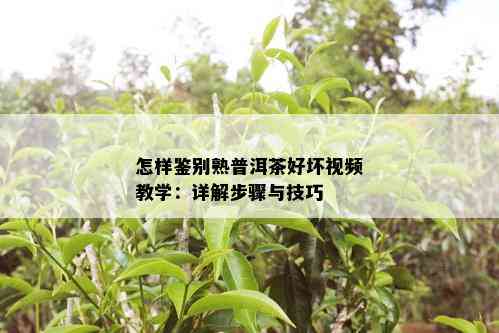 怎样鉴别熟普洱茶好坏视频教学：详解步骤与技巧