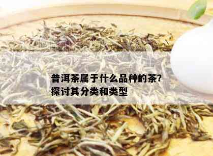 普洱茶属于什么品种的茶？探讨其分类和类型