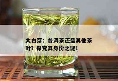 大白芽：普洱茶还是其他茶叶？探究其身份之谜！