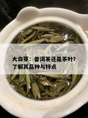 大白芽：普洱茶还是茶叶？了解其品种与特点