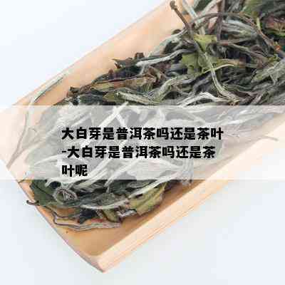 大白芽是普洱茶吗还是茶叶-大白芽是普洱茶吗还是茶叶呢