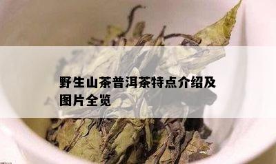 野生山茶普洱茶特点介绍及图片全览