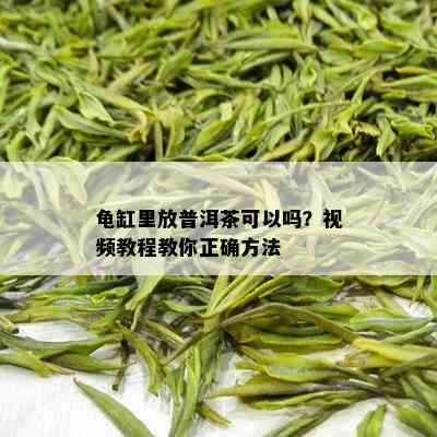 龟缸里放普洱茶可以吗？视频教程教你正确方法