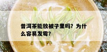 普洱茶能放被子里吗？为什么容易发霉？