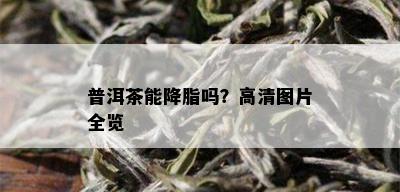 普洱茶能降脂吗？高清图片全览