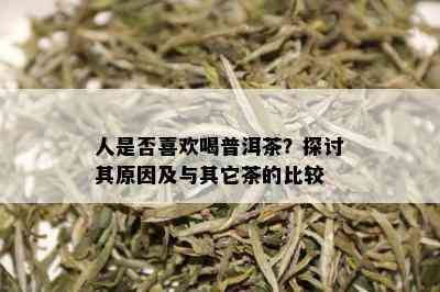 人是否喜欢喝普洱茶？探讨其原因及与其它茶的比较