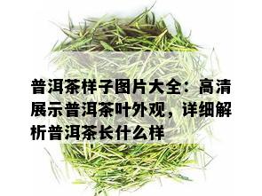 普洱茶样子图片大全：高清展示普洱茶叶外观，详细解析普洱茶长什么样