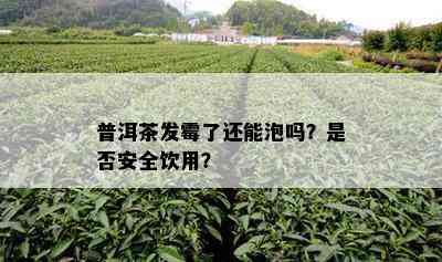 普洱茶发霉了还能泡吗？是否安全饮用？