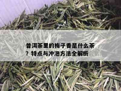 普洱茶里的梅子香是什么茶？特点与冲泡方法全解析