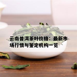 云南普洱茶叶价格：最新市场行情与鉴定机构一览