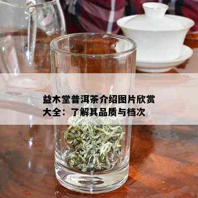 益木堂普洱茶介绍图片欣赏大全：了解其品质与档次