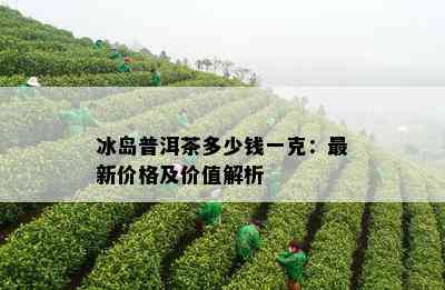 冰岛普洱茶多少钱一克：最新价格及价值解析