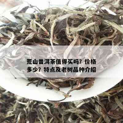 荒山普洱茶值得买吗？价格多少？特点及老树品种介绍