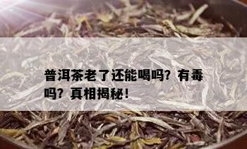 普洱茶老了还能喝吗？有吗？真相揭秘！