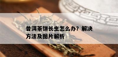 普洱茶饼长虫怎么办？解决方法及图片解析