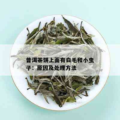 普洱茶饼上面有白毛和小虫子：原因及处理方法