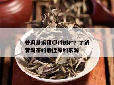 普洱茶采用哪种树种？了解普洱茶的更佳原料来源