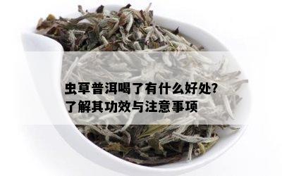 虫草普洱喝了有什么好处？了解其功效与注意事项