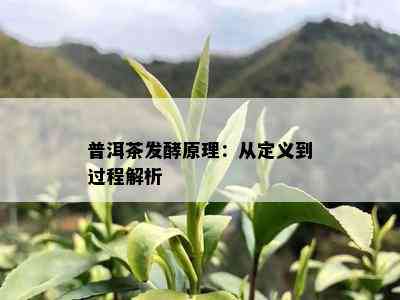 普洱茶发酵原理：从定义到过程解析